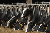bovine