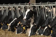 bovine