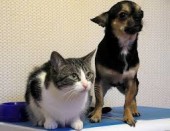 cane e gatto