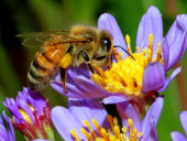 1-honey-bee-001