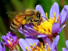 1-honey-bee-001