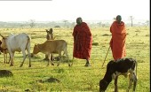 774247958-masai-accudire-pastore-mandria-di-bovini