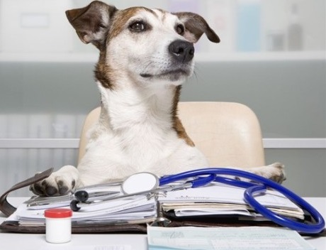 Ricetta-elettronica-anche-per-i-farmaci-veterinari