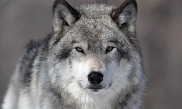 wolf-03