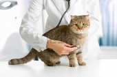 36008673-cat-in-clinica-veterinaria