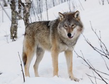 Eurasian_wolf_2